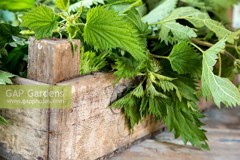 Step by Step - Creating liquid feed from Nettles