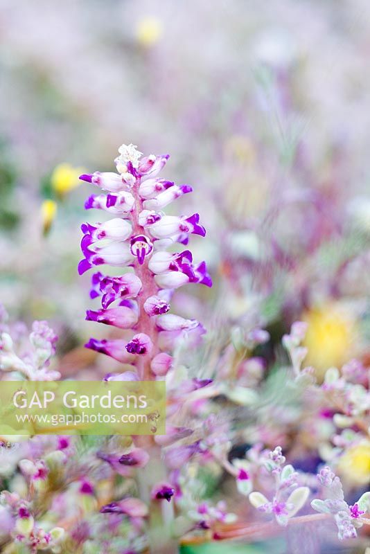 Lachenalia carnosa - Geogap Nature Reserve, Namaqualand, South Africa