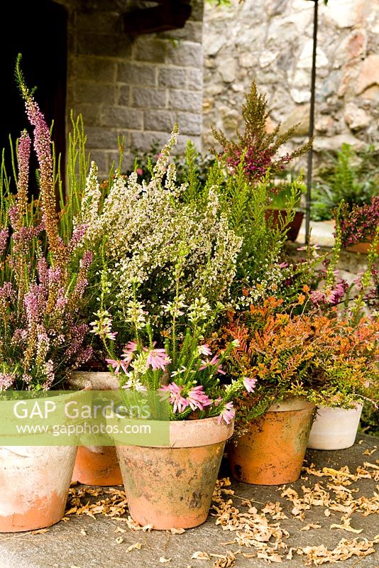 Ericaceae collection by Fabrizio Fessia nursery, Dorzano, Italy