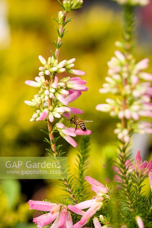 Erica verticillata - Ericaceae collection by Fabrizio Fessia Nursery, Dorzano, Italy