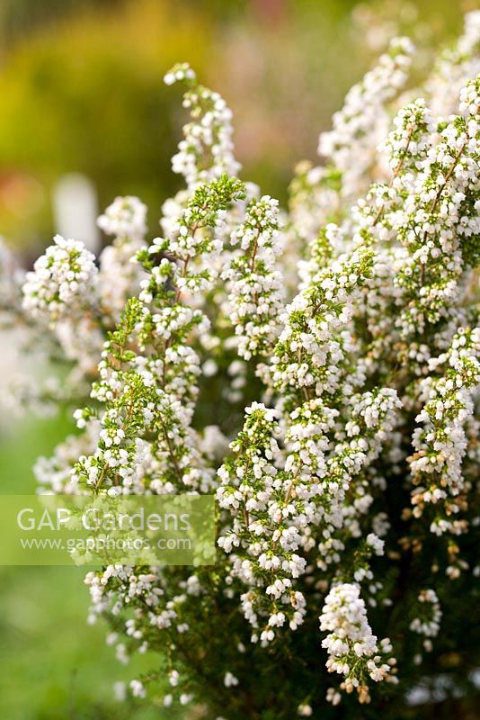 Erica 'SNow Flake' - Ericaceae collection by Fabrizio Fessia nursery, Dorzano, Italy