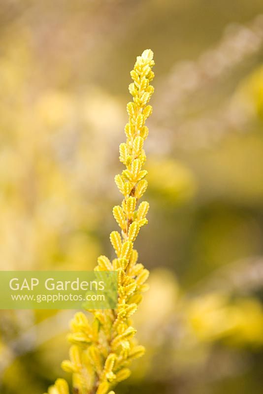 Erica calluna vulagaris 'David Hagenaans' - Ericaceae collection by Fabrizio Fessia nursery, Dorzano, Italy