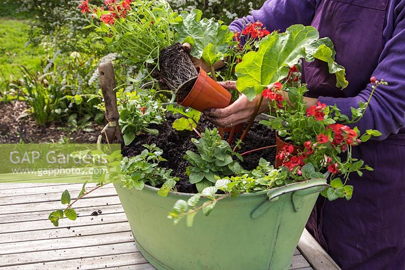 Step by Step container planting of Petunia 'Tumbelina', Diascia 'Romeo Red', Satureja Douglasii and Rhubarb