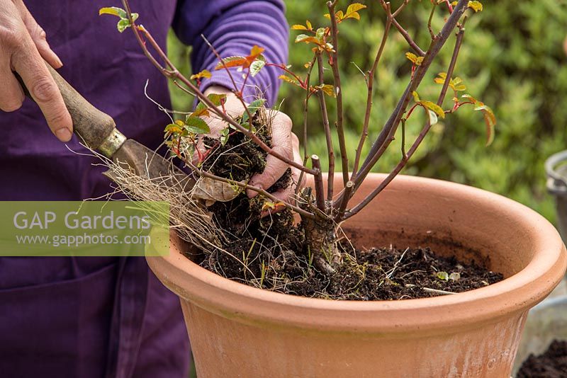 Step by Step - Cutting back, top dressing and fertilising Rose