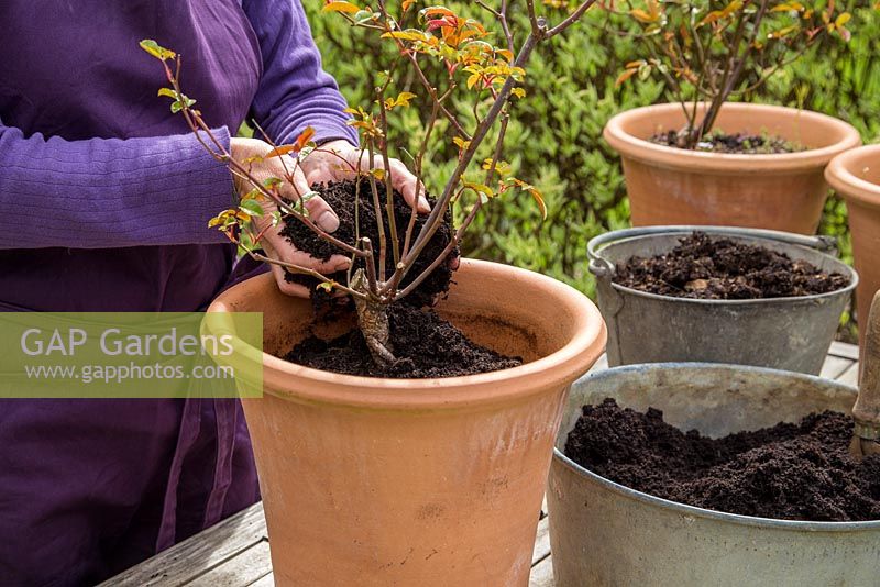 Step by Step - Cutting back, top dressing and fertilising Rose