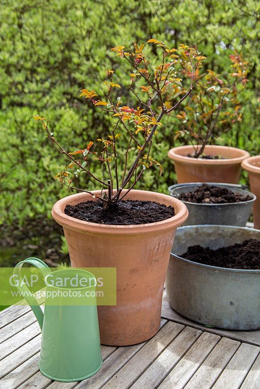 Step by Step - Cutting back, top dressing and fertilising Rose