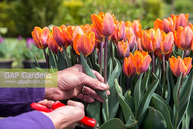 Cutting Tulipa 'Princess Irene'