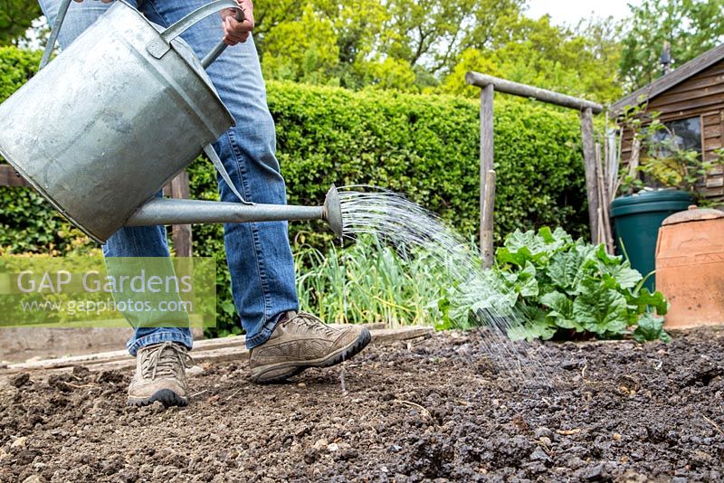 Step by Step - Planting Crimson clover, removing perennial weeds and preparing the vegetable patch for planting