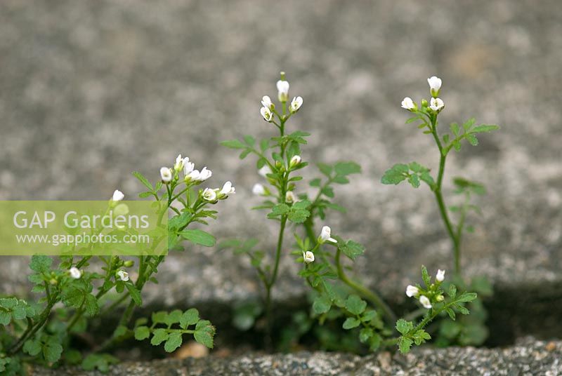 Hairy bittercress in paving cracks