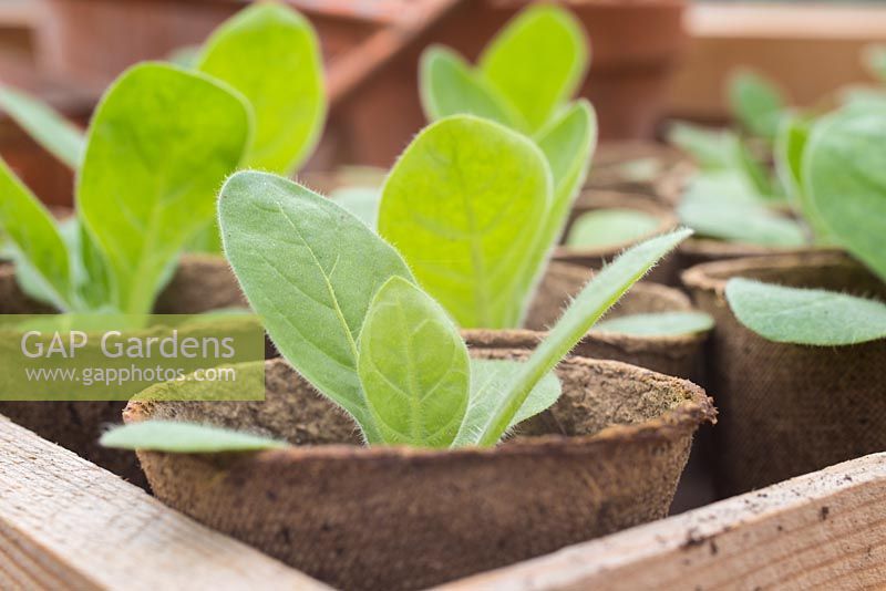 Step by Step - Nicotiana 'Lime Green' development in fibre pots