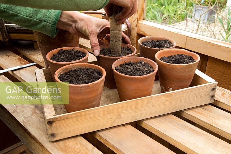 Step by Step - Pricking out Pepper 'California Wonder'