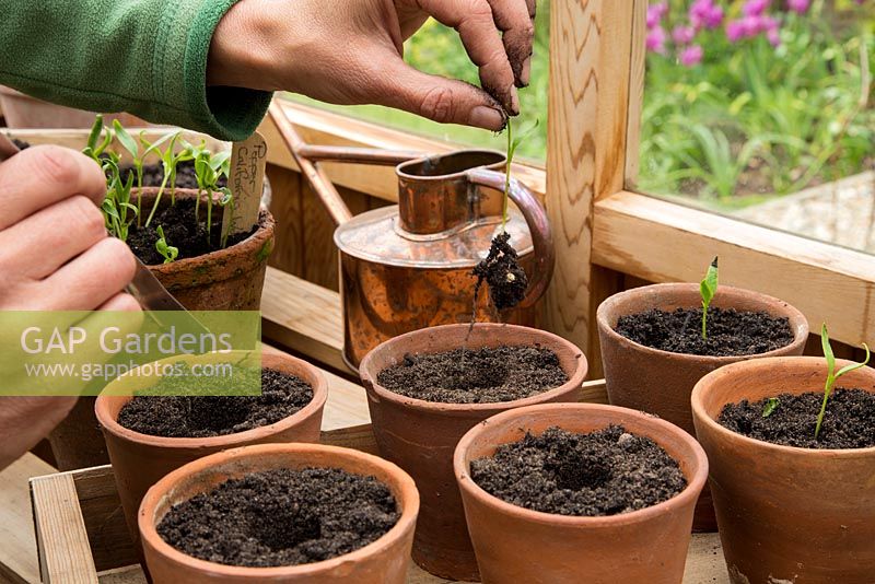 Step by Step - Pricking out Pepper 'California Wonder'