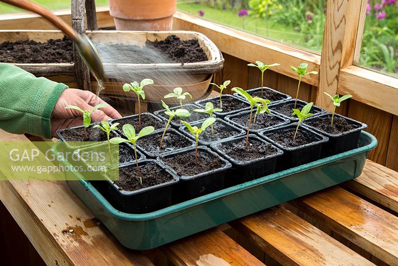 Step by Step - Pricking out Zinnia 'Giant Purple'
