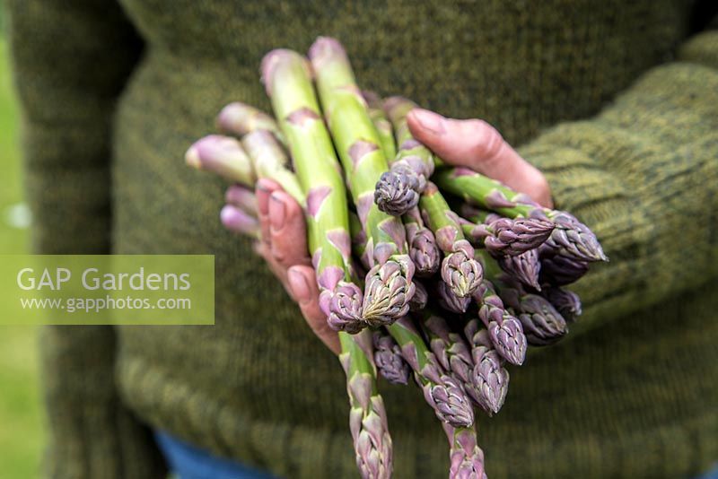 Holding freshly harvested Asparagus