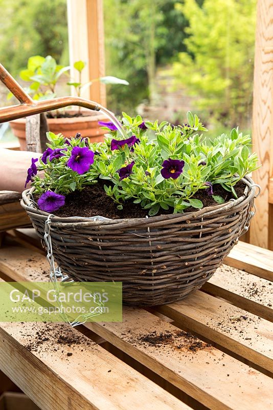 Step by Step - Hanging basket container of Cabaret series, Calibrachoa 'Purple Glow' and Calibrachoa 'Deep Blue'