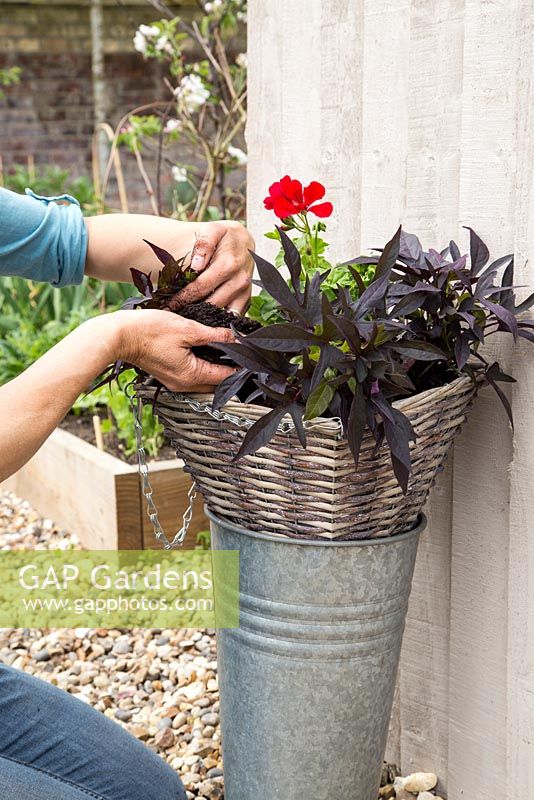 Step by Step - Hanging basket container of Ipomoea 'Bright Ideas Black' and Ivy Geranium 'Precision Red Bicolour'