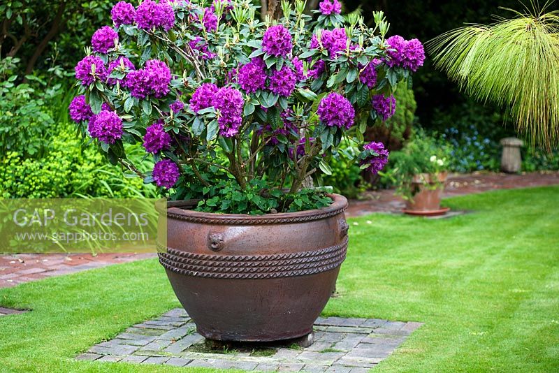 Rhododendron 'Purple Splendour' in large decorative container - Ocklynge Manor