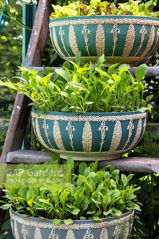 Step by Step - Growth development of Mixed lettuce 'Contrasts', Niche Oriental mixed and Rocket 