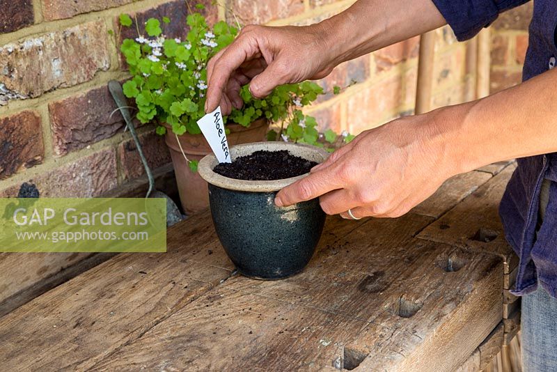 Step by Step - Planting Aloe Vera