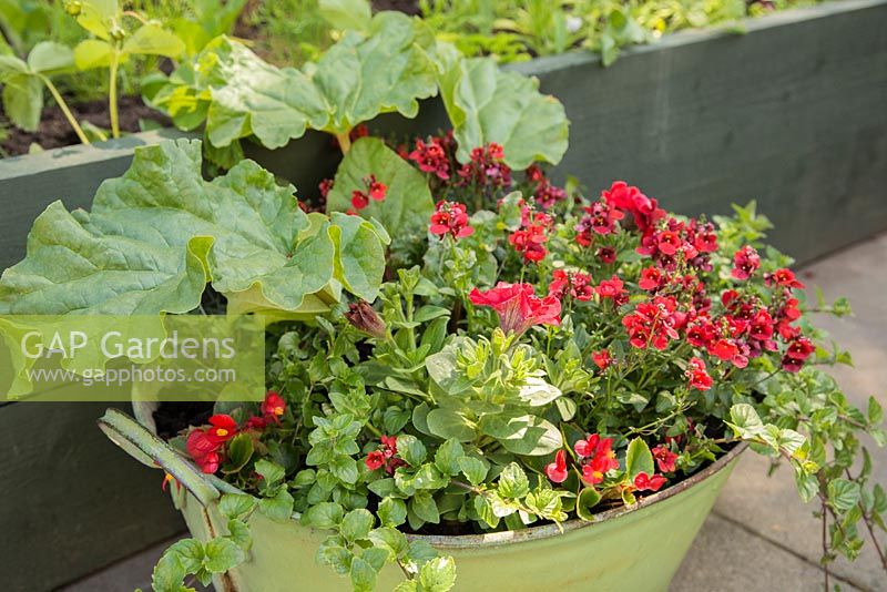 Step by Step - Adding Begonia to container of Petunia 'Tumbelina', Diascia 'Romeo Red', Rhubarb and Satureja Douglasii