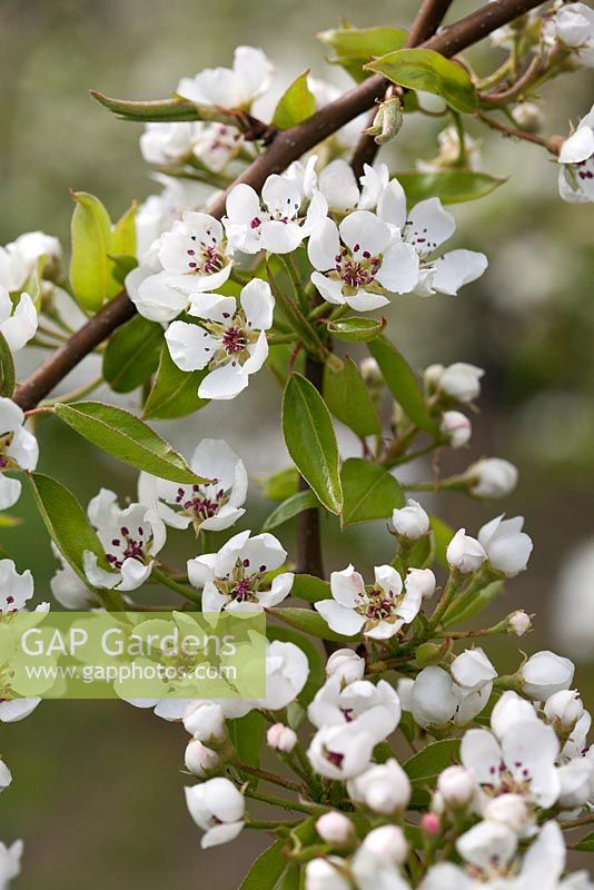 Pyrus 'Josephine de Malines'