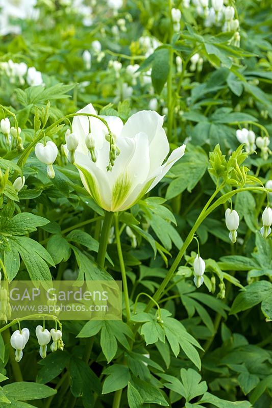 Tulipa 'Spring Green' with Lamprocapnos spectabilis 'Alba'