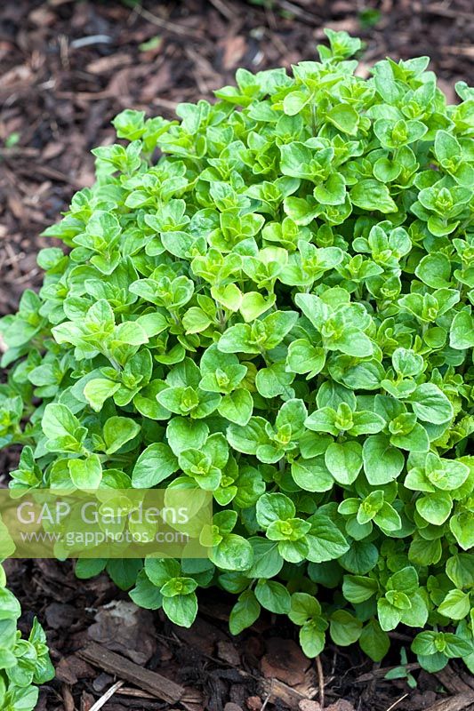 Origanum - Sweet majoram mulched with woodchippings 