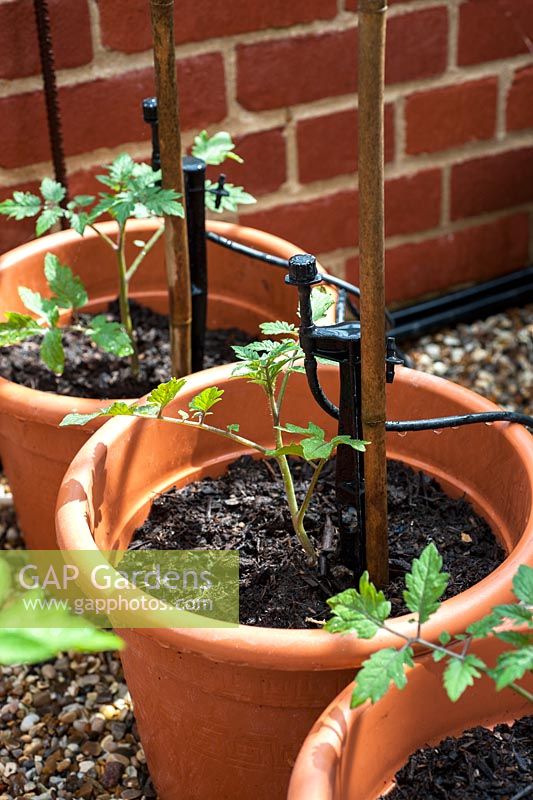 Automatic watering system for tomatoes in greenhouse