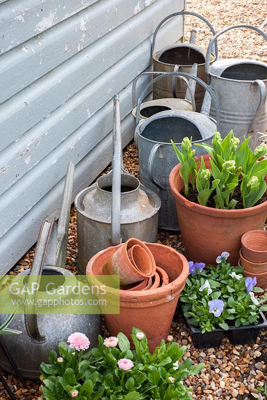 Bedding plants with watering cans, pots and bulbs