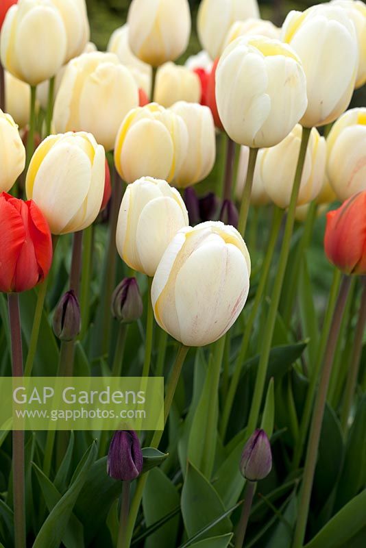 Tulipa 'Ivory Floradale' AGM, Tulipa 'Paul Scherer AGM and Tulipa 'Oranjezon' AGM 