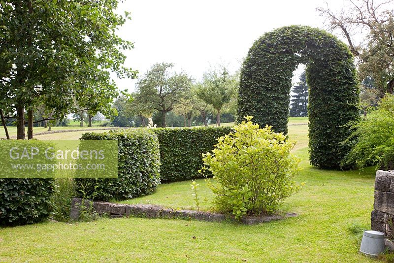 Neatly clipped hornbeam arch and hedge in a country garden. Plants include Calycanthus floridus and Fagus sylvatica