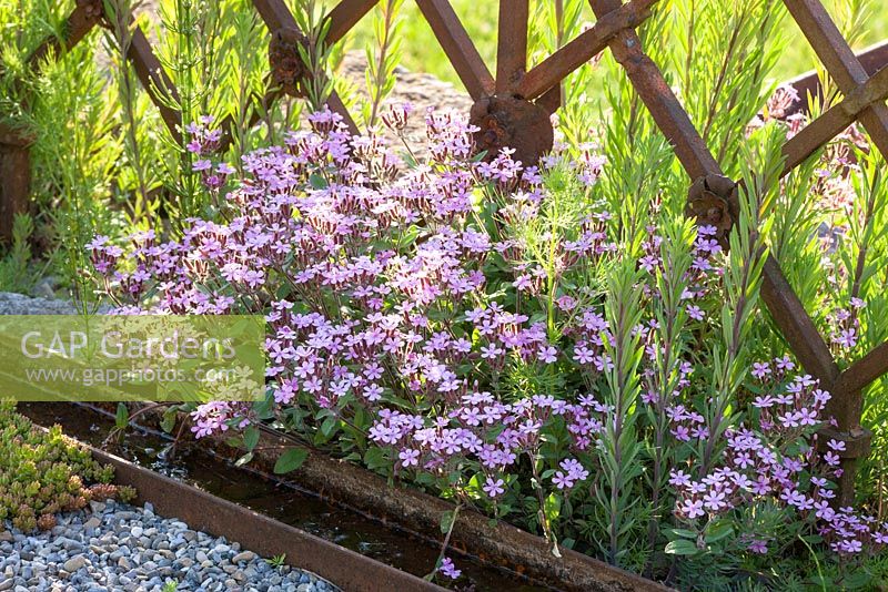 Rose flowering Saponaria covering the ground between an iron wrought fence and a corten steel water rill 