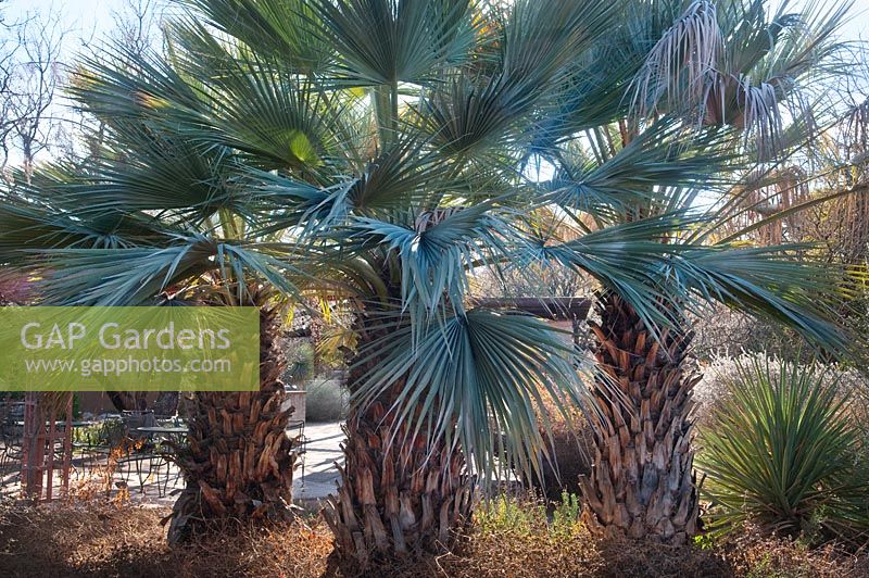Blue Mexican palm, Brahea armata, Baja, California