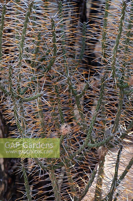 Cylindropuntia ramosissima, Diamond cholla, Arizona USA