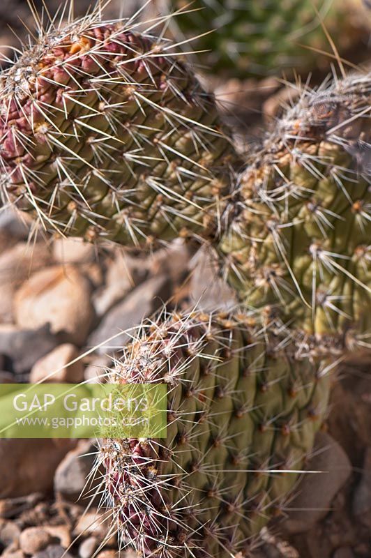 Opuntia polyacantha var. polyacantha, Hairspine Cactus, Red Rocks Park, Nevada, USA