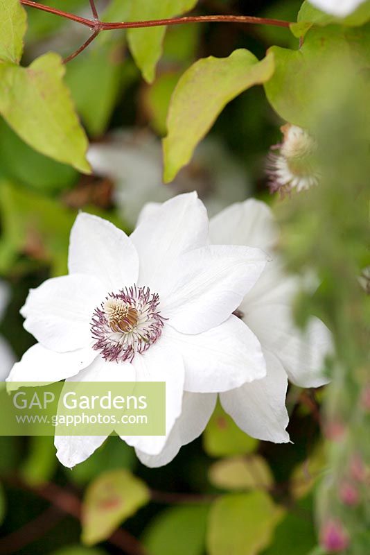 Clematis florida var. 'Sieboldiana'