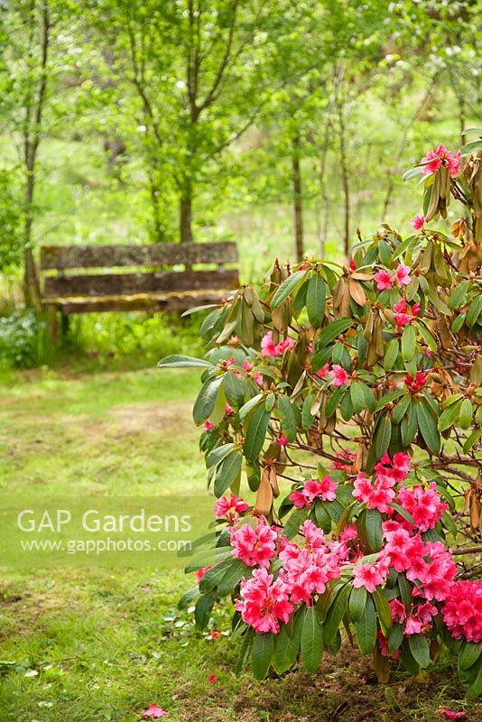 Rhododendron flowering near old mossy bench