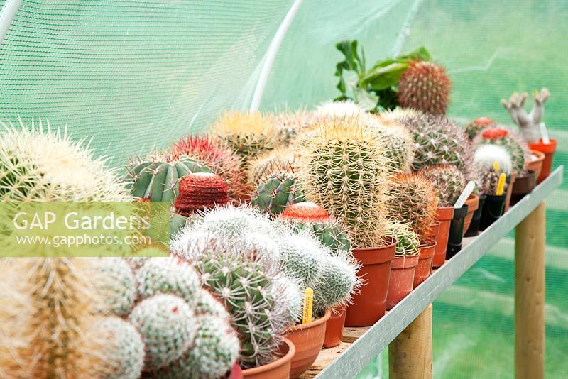Cacti on raised bench in poly tunnel