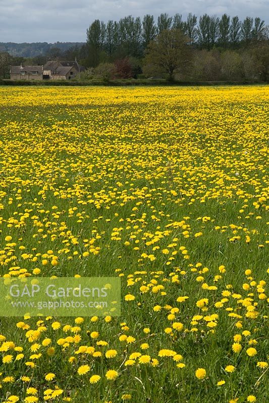 Meadow with carpet of Dandelions, Taraxacum officinale - Chipping Norton, Oxfordshire, May 2013