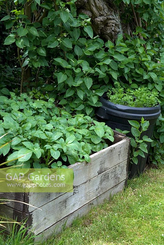 Potatoes growing in box and carrots growing in plastic bin - Open Gardens Day 2013, Waldringfield, Suffolk