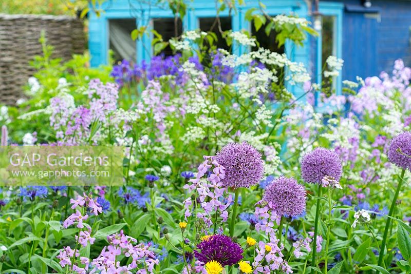 Cottage garden border with alliums and dame's violet with blue painted potting shed in background
