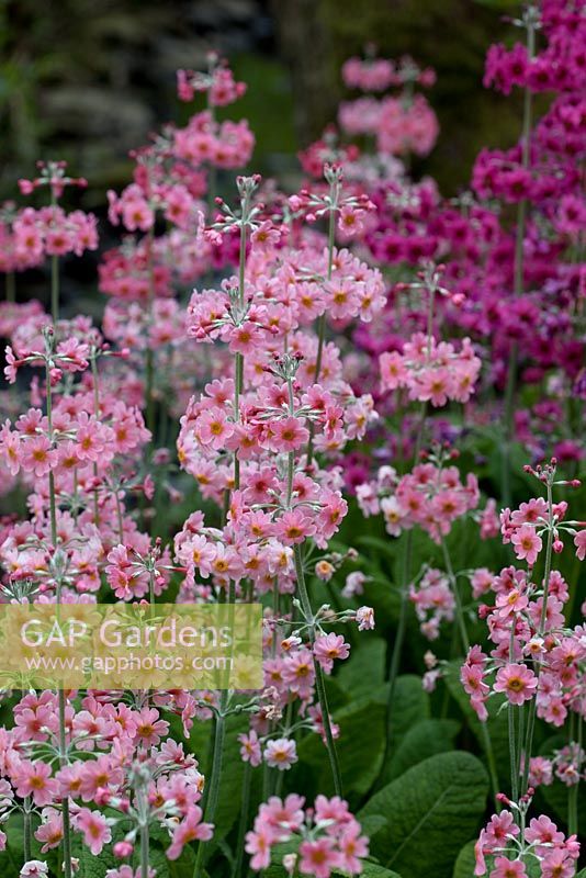 Primula pulverulenta Bartley Hybrids RHS AGM