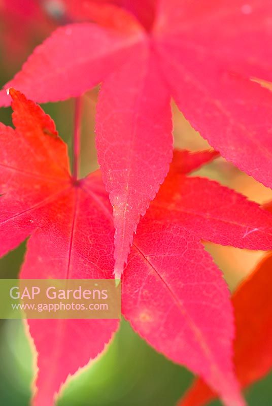 Acer palmatum 'Osakazuki' - Coral Bark Maple 