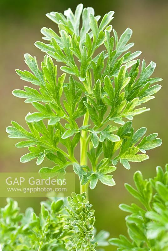 Artemisia absinthium - Wormwood