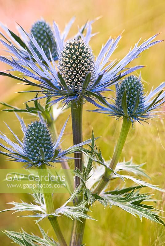 Eryngium x zabelii 'Jos Eijking' - Sea Holly 