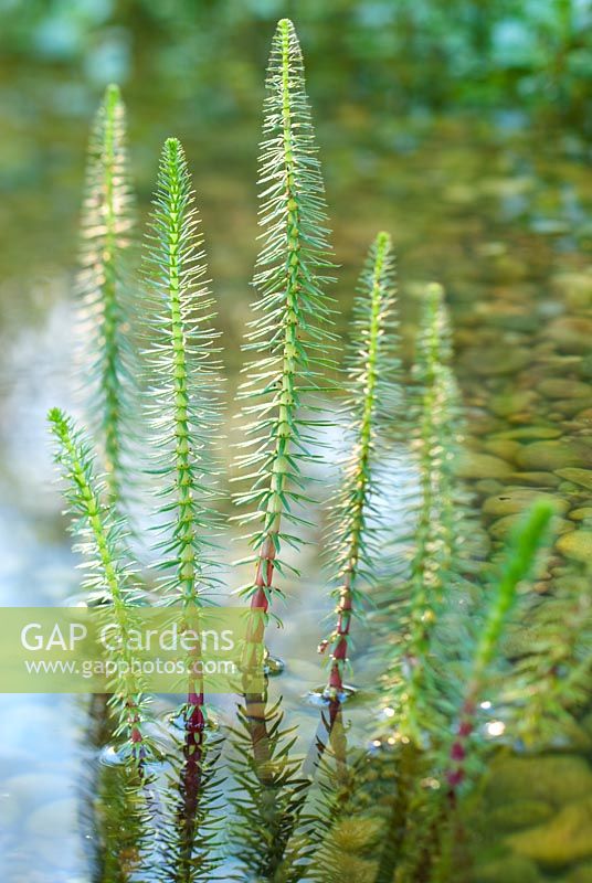 Hippuris vulgaris - Mare's Tail