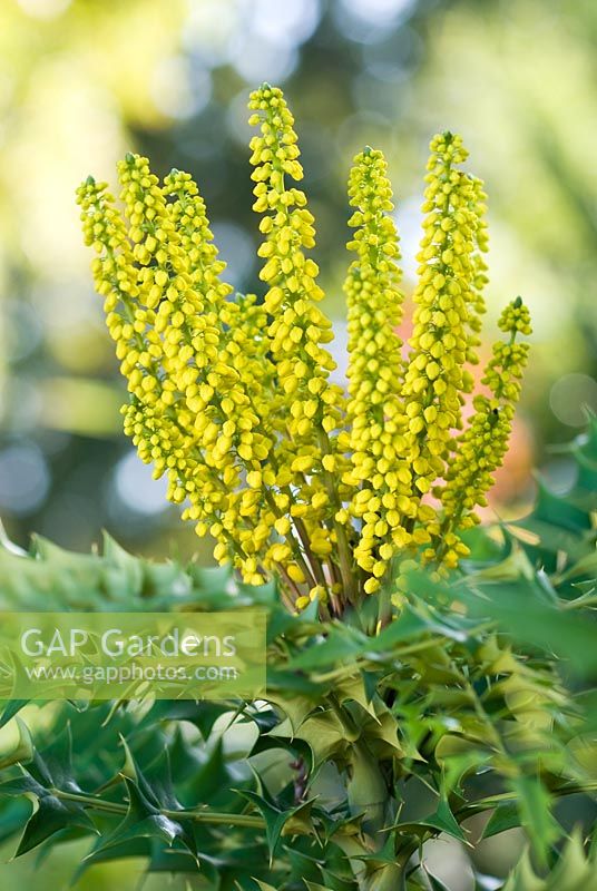 Mahonia lomariifolia