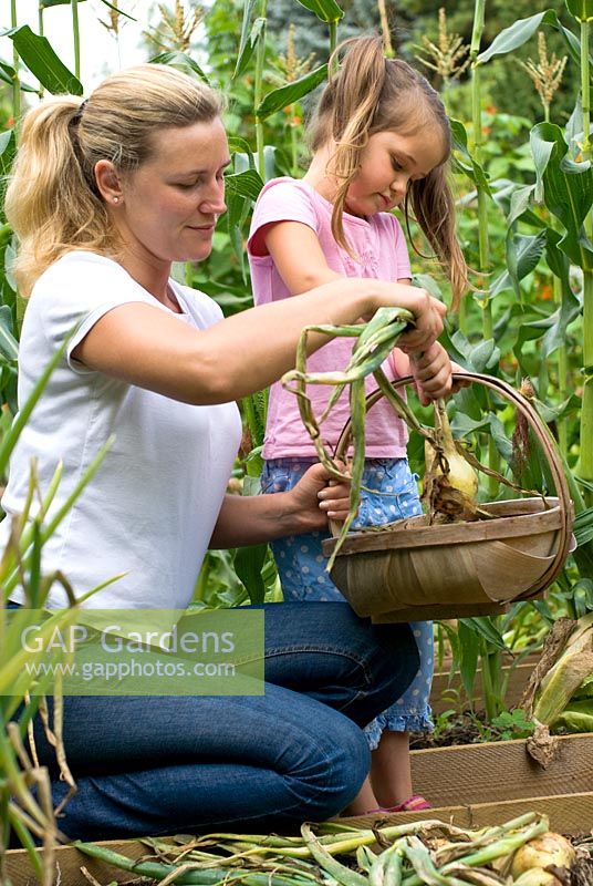 Mother with her five year old daughter in vegetable garden collecting onions.