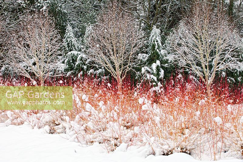 The Winter Garden, Bressingham Gardens, Norfolk, UK. Design -  Adrian Bloom