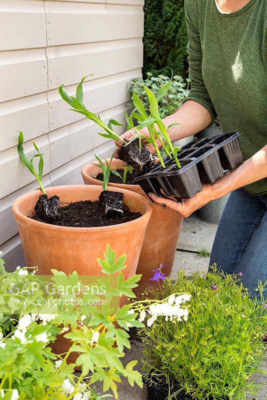 Step by Step -  Planting Sweetcorn 'Earlibird' and Brachyscome 'Blue Star'